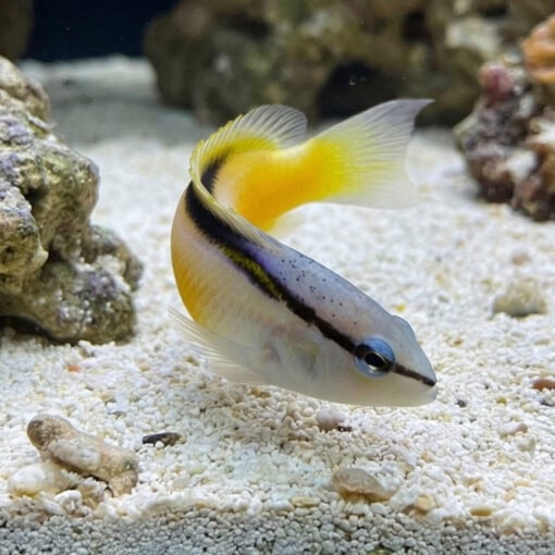 Asian Blackstripe Dottyback - Image 3