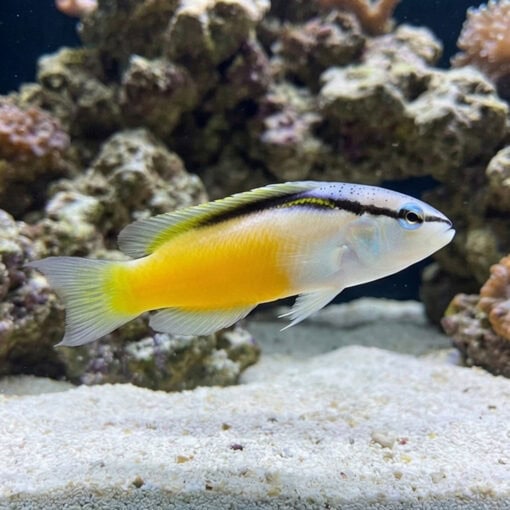Asian Blackstripe Dottyback - Image 4