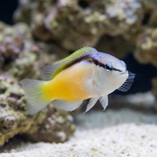 Asian Blackstripe Dottyback - Image 5