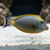 Blonde Naso Tang