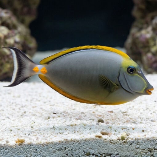 Blonde Naso Tang