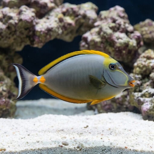 Blonde Naso Tang - Image 3
