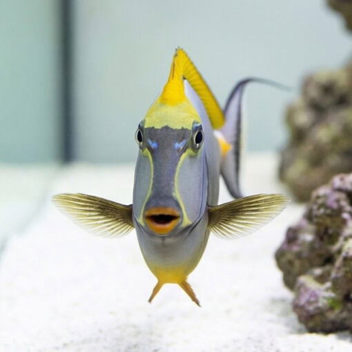 Blonde Naso Tang - Image 2