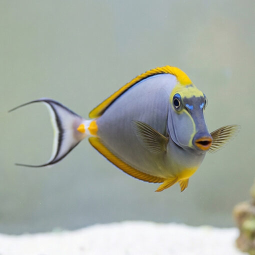 Blonde Naso Tang - Image 4