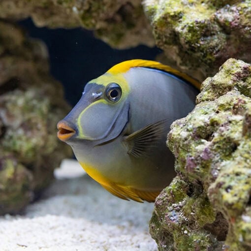 Blonde Naso Tang - Image 5