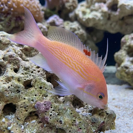 Bloodspot Anthia