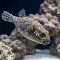 Blue and White Spotted Puffer