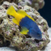 Blue and Yellow Grouper