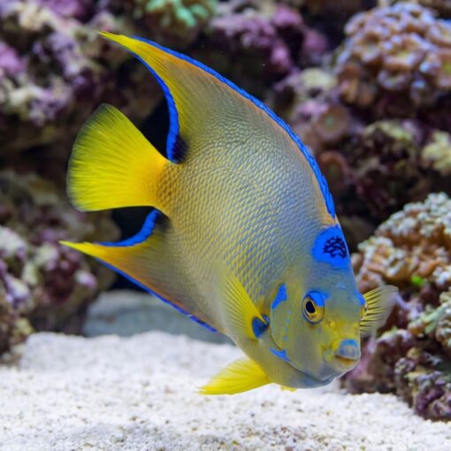 Blue Angelfish - Image 2