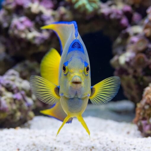 Blue Angelfish - Image 4