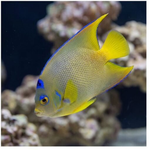Blue Angelfish - Image 5