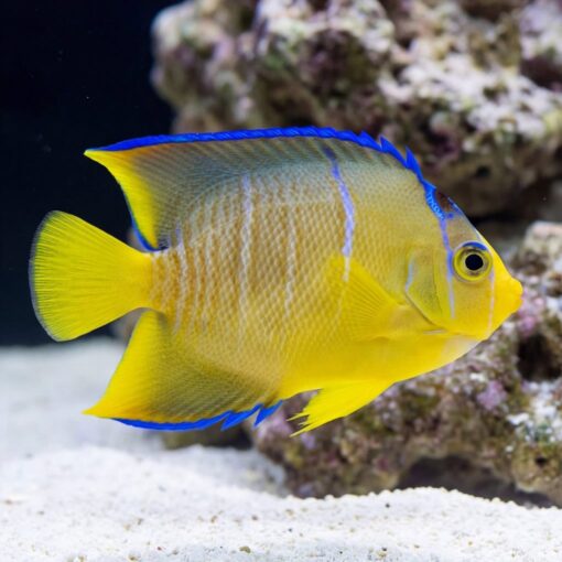 Blue Angelfish - Image 3