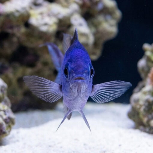 Blue Reef Chromis - Image 2