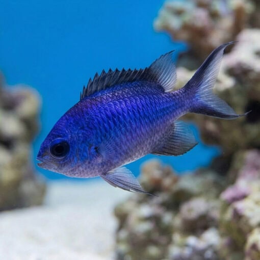 Blue Reef Chromis - Image 3