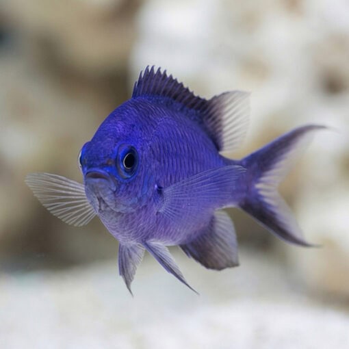 Blue Reef Chromis - Image 4