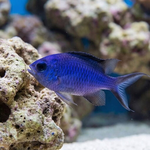Blue Reef Chromis - Image 5