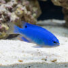 Blue Devil Damsel