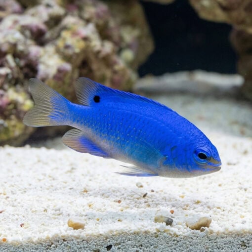 Blue Devil Damsel