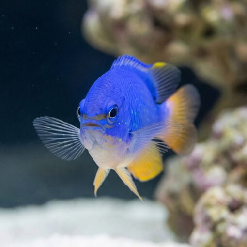Fiji Devil Damsel - Image 2