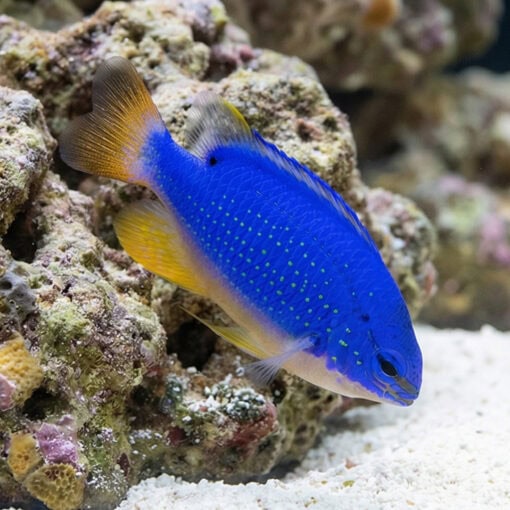 Fiji Devil Damsel - Image 3