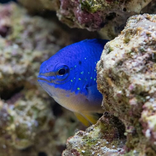 Fiji Devil Damsel - Image 4