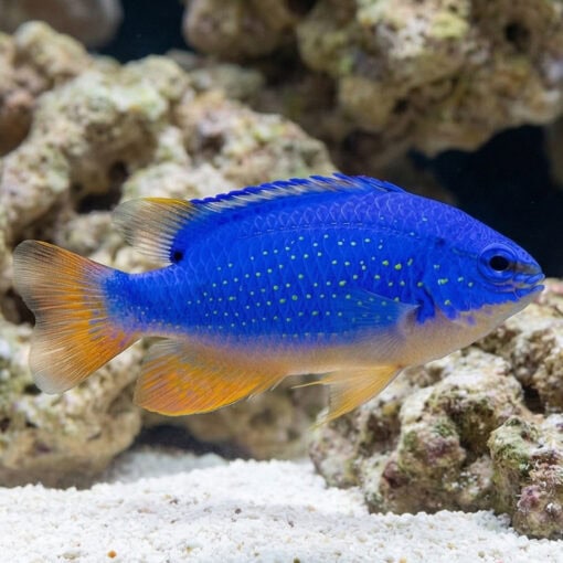 Fiji Devil Damsel - Image 5