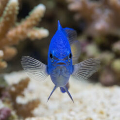 Alternative view of Blue Devil Damsel