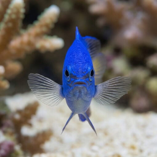 Blue Devil Damsel - Image 2