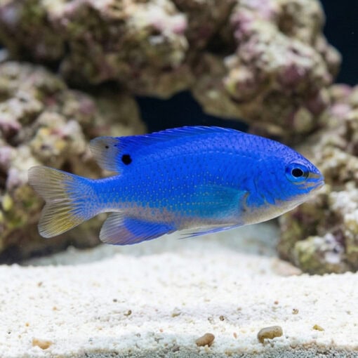 Blue Devil Damsel - Image 3