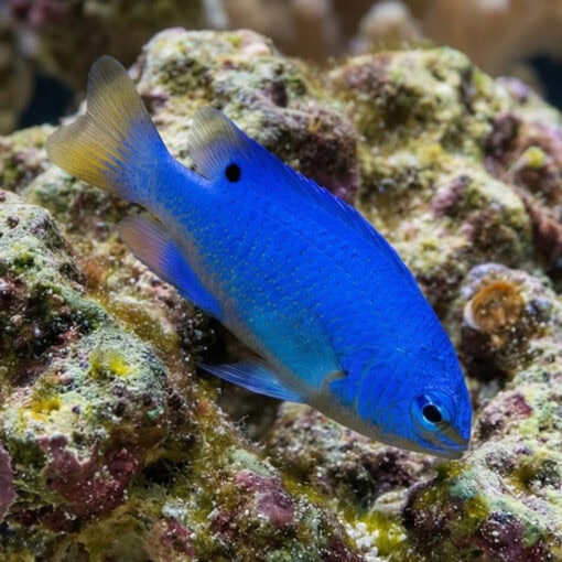 Blue Devil Damsel - Image 4