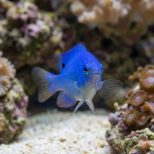 Blue Devil Damsel - Image 5
