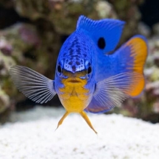 Orangetail Blue Devil Damsel - Image 2