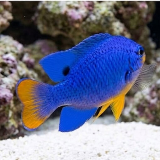 Orangetail Blue Devil Damsel - Image 3