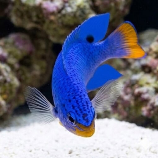 Orangetail Blue Devil Damsel - Image 4