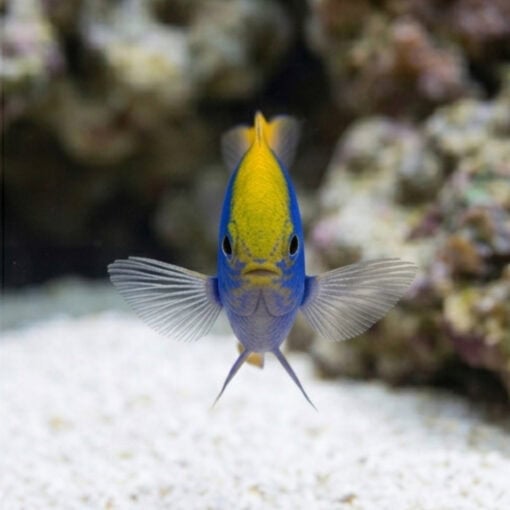 Yellowfin Blue Devil Damsel - Image 2