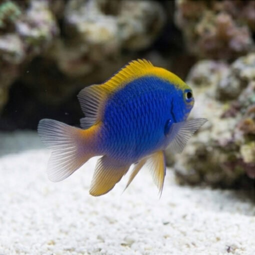 Yellowfin Blue Devil Damsel - Image 3