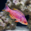 Blue Diamond Creole Wrasse