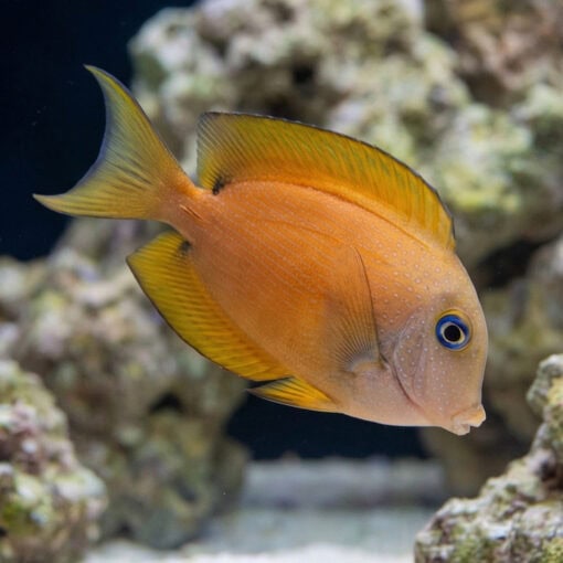 Blue Eyed Tang