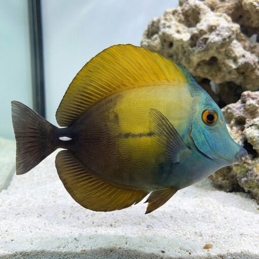 Blue Face Koi Tang
