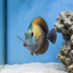 Alternative view of Blue Face Koi Tang