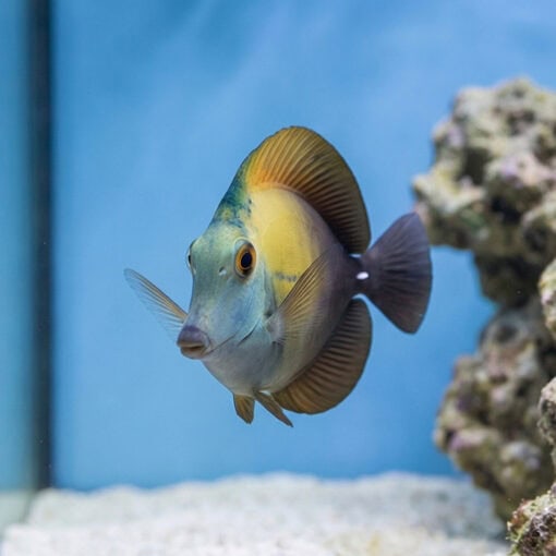 Blue Face Koi Tang - Image 2