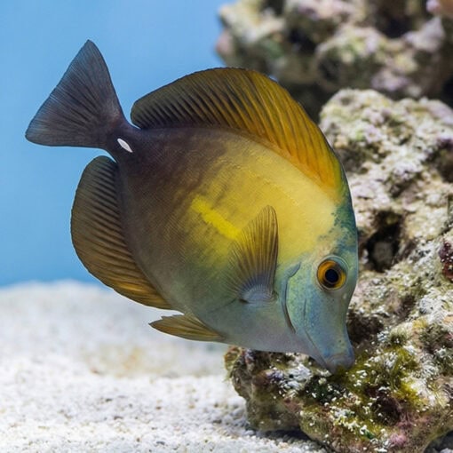 Blue Face Koi Tang - Image 3