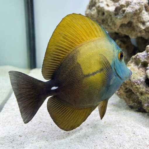 Blue Face Koi Tang - Image 4