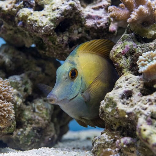 Blue Face Koi Tang - Image 5
