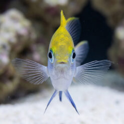 Alternative view of Bowtie Damsel