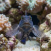 Blue Fin Watchman Goby