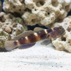 Alternative view of Blue Fin Watchman Goby