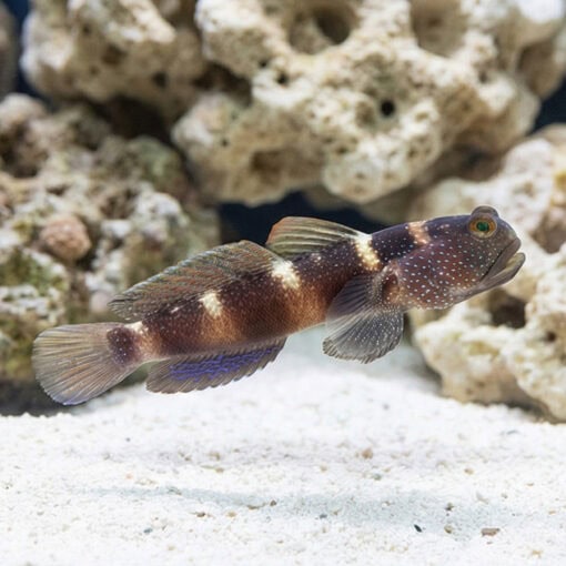 Blue Fin Watchman Goby - Image 2