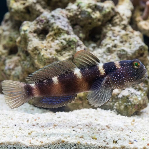 Blue Fin Watchman Goby - Image 3