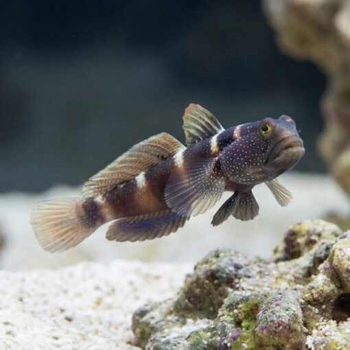 Blue Fin Watchman Goby - Image 4